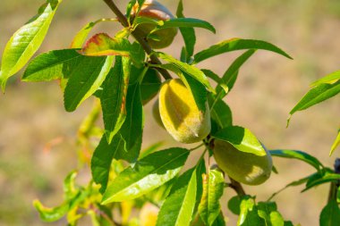 Olgunlaşmamış Şeftaliler ağaçta büyüyor Ilık güneş ışığında