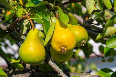 Olgun Armutlar Parlak Gün Işığında Ağaçta asılı
