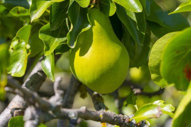 Olgunlaşmamış Yeşil Armut Ağaç Dalında Büyüyor