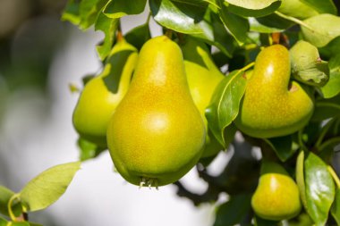 Olgun Armutlar Parlak Gün Işığında Ağaçta asılı