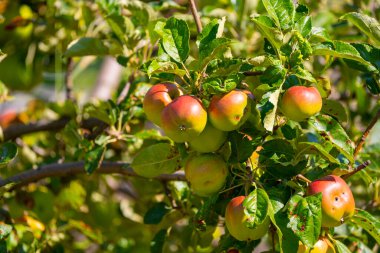 Yaz Bahçesinde Ağaç Dalında Olgun Elmalar