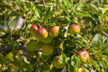 Yaz Bahçesinde Ağaç Dalında Olgun Elmalar
