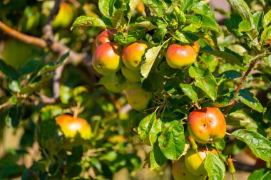 Yaz Bahçesinde Ağaç Dalında Olgun Elmalar
