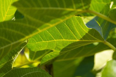 Görünür damarlı arka ışıklandırma İncir Yaprağı