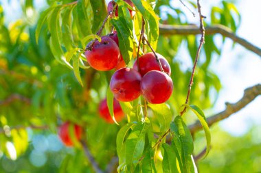 Yaz güneşinde Ağaçta Olgun Kırmızı Nektarinler