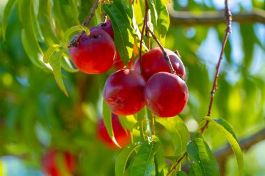 Yaz güneşinde Ağaçta Olgun Kırmızı Nektarinler