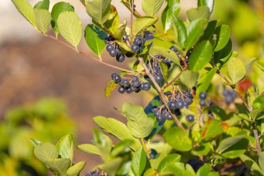 Siyah Boğaz Dalı (Aronia) Dalda Olgunlaşır