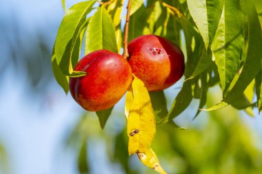 Yaz güneşinde Ağaçta Olgun Kırmızı Nektarinler