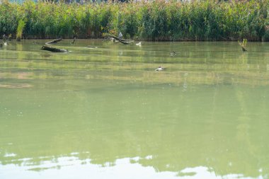 Reed Yatağı Nehir Kıyısında