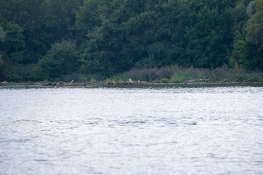 Ormanlı Nehir Kıyısı ile Sakin Nehir