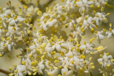 Mürver çiçekleri, küçük beyaz çiçeklerle yakın plan çiçek açar.