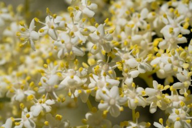 Mürver çiçekleri, küçük beyaz çiçeklerle yakın plan çiçek açar.