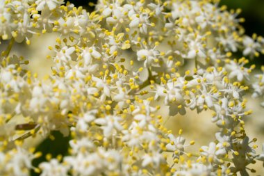 Mürver çiçekleri, küçük beyaz çiçeklerle yakın plan çiçek açar.
