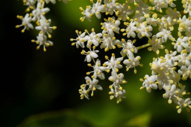 Mürver çiçekleri, küçük beyaz çiçeklerle yakın plan çiçek açar.