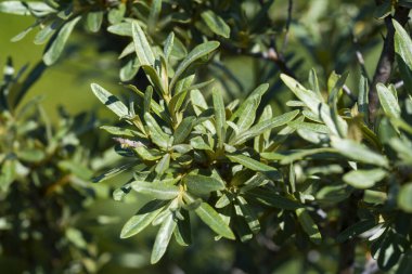 Deniz dikenli yaprakları güneş ışığında dallara yakın durur.