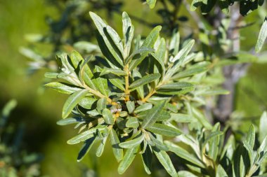 Deniz dikenli yaprakları güneş ışığında dallara yakın durur.