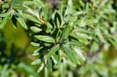 Deniz dikenli yaprakları güneş ışığında dallara yakın durur.