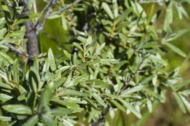 Deniz dikenli yaprakları güneş ışığında dallara yakın durur.