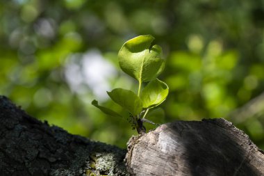 Gün ışığında ağaç dalından büyüyen genç yeşil yapraklar.