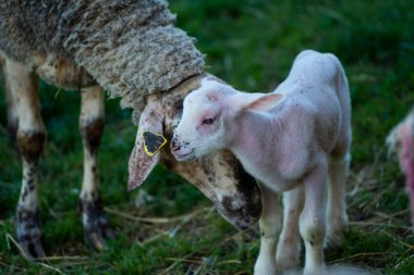 Kuzu, yeşil otlakta koyunun yanında duruyor.