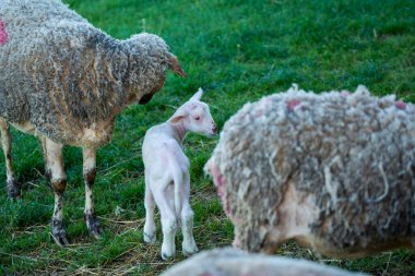 Kuzu, yeşil otlakta duruyor.
