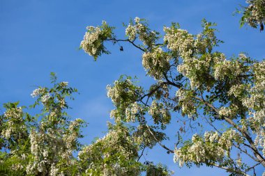 Baharda beyaz çiçeklerle açan siyah çekirge ağacı