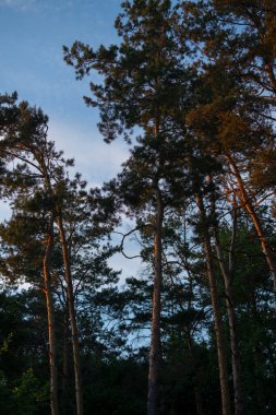 Çam ağaçları, sıcak günbatımı ışığıyla aydınlatılır mavi akşam gökyüzüne karşı.