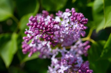 Bahar bahçesinde açan leylak çiçekleri yumuşak doğal ışıkla