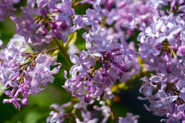 Bahar bahçesinde açan leylak çiçekleri yumuşak doğal ışıkla