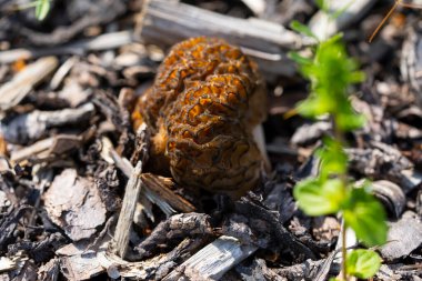 Morel mantarı baharda orman zemininde yetişir.