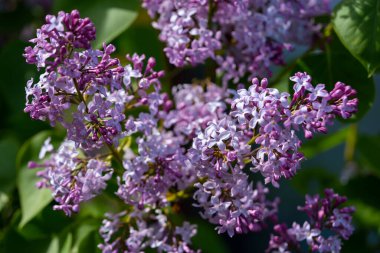 Bahar bahçesinde açan leylak çiçekleri yumuşak doğal ışıkla