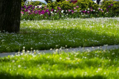 Baharda bahçesinde papatyalar ve renkli laleler olan bir bahçe.