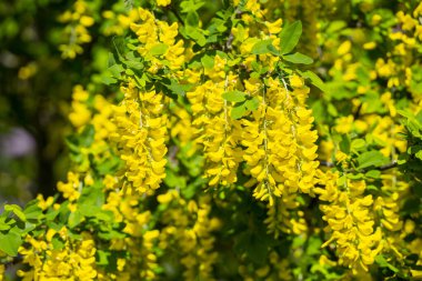 Baharda sarkan sarı çiçekli altın zincir ağacı