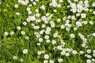 Yeşil bahar çayırlarında açan papatya çiçekleri