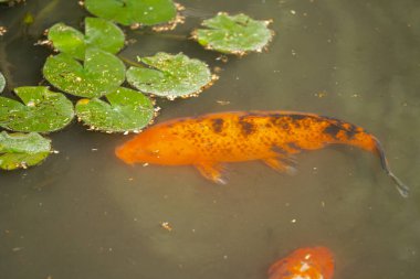 Turuncu koi balığı yeşil nilüfer yaprağıyla gölette yüzüyor.