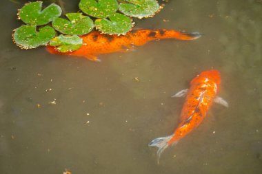 Bahçe havuzunda nilüfer yaprağıyla yüzen iki portakal koi balığı.
