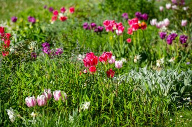 Baharda çiçek açan renkli laleler.