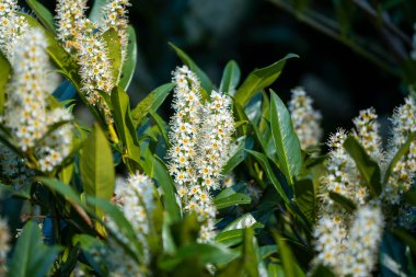 Beyaz bahar çiçekleri ve yeşil yapraklı kiraz defne çalısı