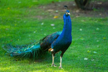 Renkli erkek tavus kuşu, yeşil bir parkta duruyor. Güneş ışığı mavi ve yanardöner tüylerini parlaklaştırıyor..