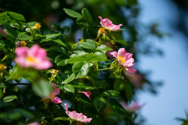 Güneşli bir bahçede ya da doğal bir parkta yeşil bir çalıda açan pembe gül çiçekleri..