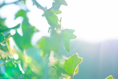 Yeşil sarmaşık yaprakları parlak güneş ışığıyla aydınlatılır ve yumuşak, parıldayan doğal bir arka plan yaratır..