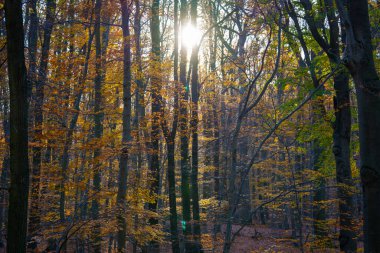 Altın yapraklı, renkli bir sonbahar ormanında, uzun ağaçların arasından parlayan güneş ışığı..