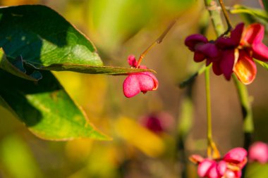 Pembe Milli Ağaç meyveleri (Euonymus) yumuşak doğal arka planlı ılık sonbahar güneşinde dallara asılıdır..