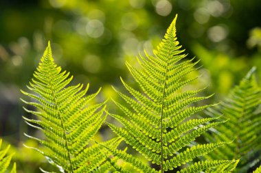 Parlak yeşil eğrelti otu yapraklarının yakın planda, yumuşak doğal bir arka planda ayrıntılı yaprak deseni var..