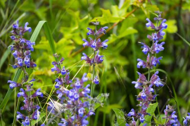Yeşil bir çayırda açan mor kır çiçeği ve çiçekli küçük bir böcek..
