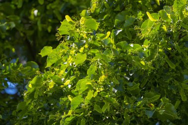 Taze yeşil yaprakları ve yumuşak bir orman arka planına karşı sıcak doğal ışıkta parlayan küçük tomurcuk kümeleri ile günışığı ıhlamur ağacı dalı.