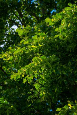 Taze yeşil yaprakları ve yumuşak bir orman arka planına karşı sıcak doğal ışıkta parlayan küçük tomurcuk kümeleri ile günışığı ıhlamur ağacı dalı.