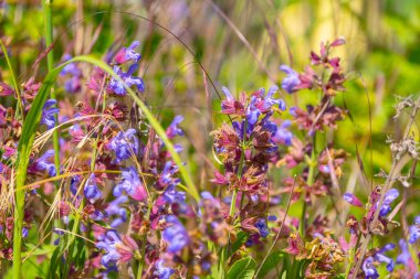 Güneşli bir çayırda açan mor yabani adaçayı çiçekleri, canlı menekşe çiçekleri ve yumuşak doğal bir arka planda yeşil yapraklar.