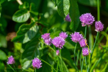Çiçek açan mor soğan çiçekleri güneşli bir bahçede yetişiyor. Narin, yuvarlak çiçekleri ve taze yeşil sapları var..