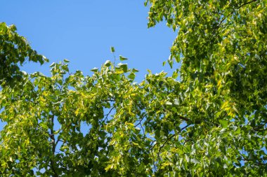 Güneşli ıhlamur ağacı dalları Taze yeşil yapraklarla Açık mavi bir yaz gökyüzüne doğru uzanan.